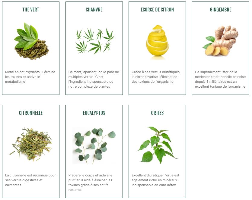 ingrédients thé vert détox CBD