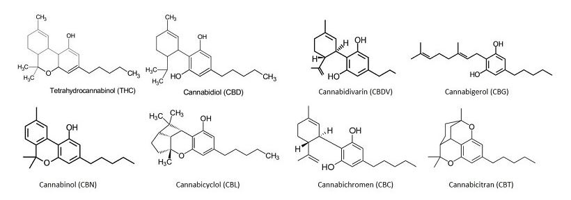 Blog molecules cannabinoides