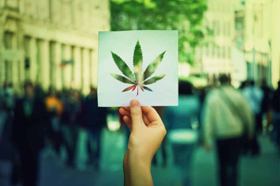 Blog image feuille cannabis