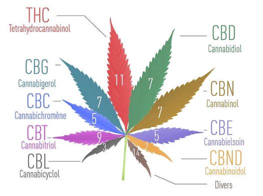 Blog molecules plante