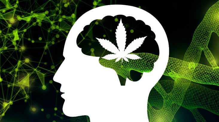 Blog-cannabinoides